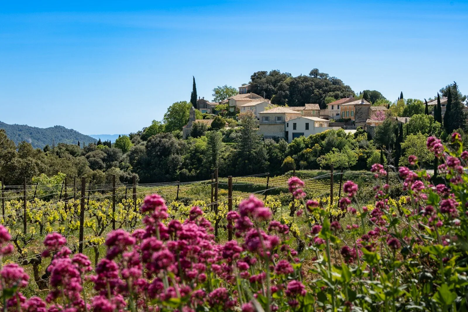 a field of flowers with a house in the background